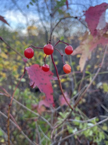 guelder-rose