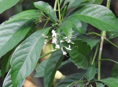 Pavetta hongkongensis