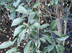 Pavetta hongkongensis