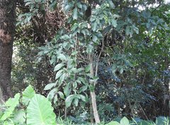 Pavetta hongkongensis