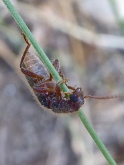 Cymatodera