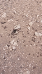 Pogonomyrmex rugosus
