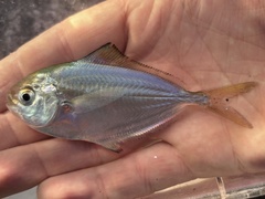 Pacific Pompano photo 2