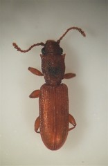 Silvanus lateritius