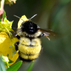 Bombus weisi