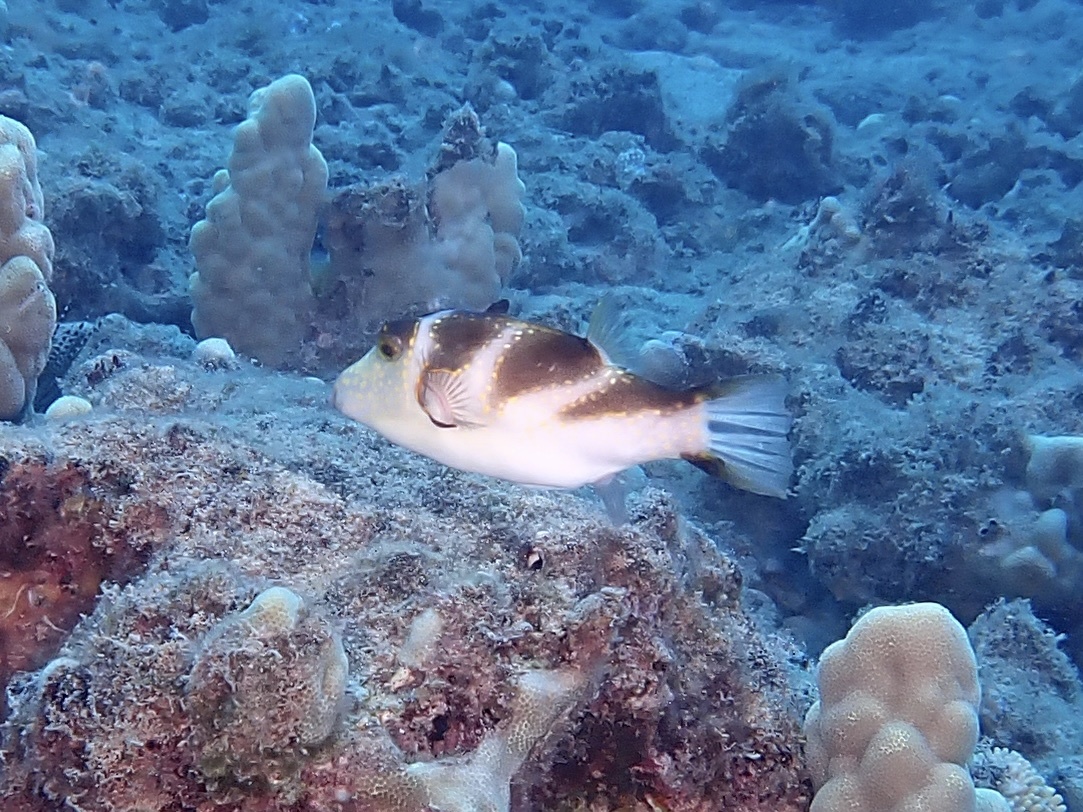 三帶尖鼻魨(雞泡) Canthigaster coronata