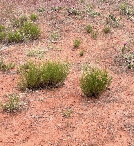 iNaturalist observation 2024-05-14