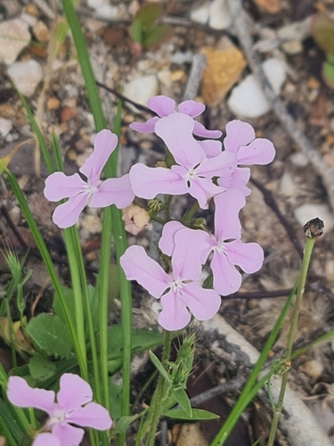 Image of Stylidium affine by (c) Belinda Forbes, some rights reserved (CC BY)
