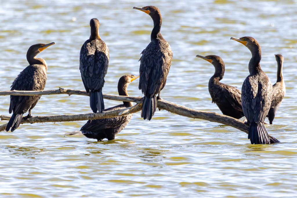 Double-crested Cormorant from West Carrollton, Carrollton, TX, USA on ...