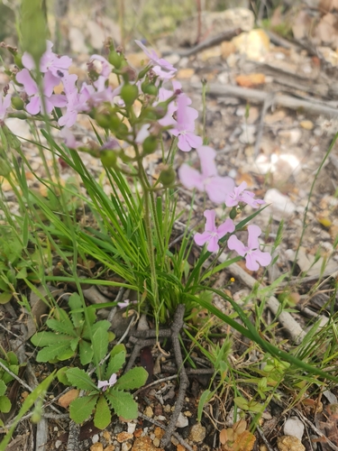 Image of Stylidium affine by (c) Belinda Forbes, some rights reserved (CC BY)