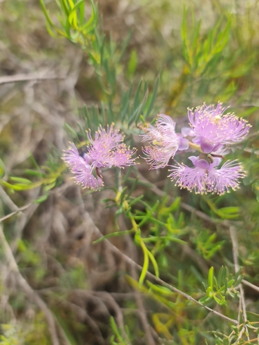 Image of Melaleuca radula by (c) Belinda Forbes, some rights reserved (CC BY)
