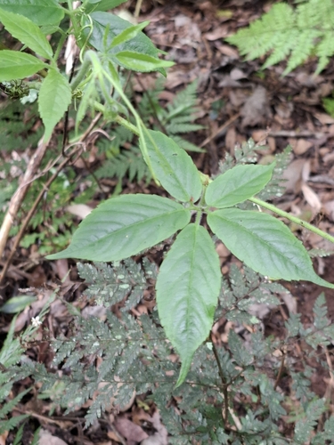 Image of Soft Water Vine (Causonis eurynema) by (c) Kaela Lowry, some rights reserved (CC BY)