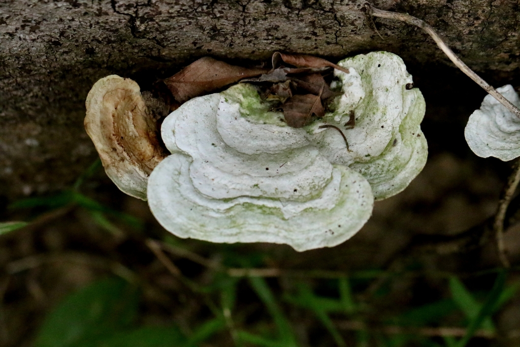 Trametes elegans · October 2024 · photo: © agnestrekker (iNaturalist, CC)