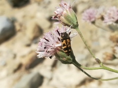 Acmaeodera variegata