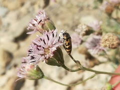 Acmaeodera variegata