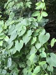 Aristolochia macrophylla