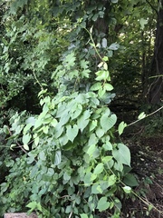 Aristolochia macrophylla