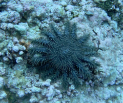 Acanthaster