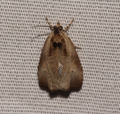 Olethreutes punctanum