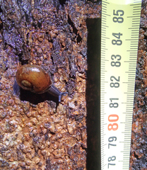 Rhytida oconnori