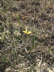 Pedicularis capitata