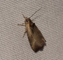 Olethreutes punctanum