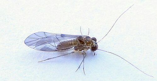 Indiopsocus campestris