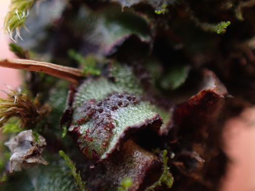Image of Mannia gracilis by no rights reserved