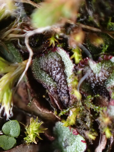 Image of Mannia gracilis by no rights reserved