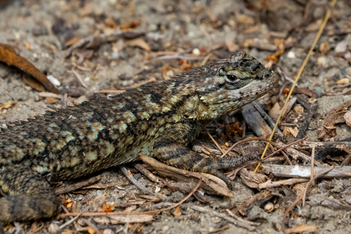 iNaturalist observation photo of Western Fence Lizard