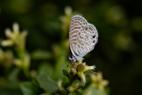 iNaturalist observation photo of Marine Blue