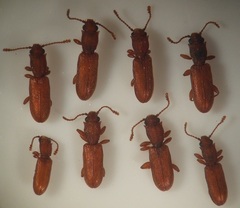 Silvanus lateritius