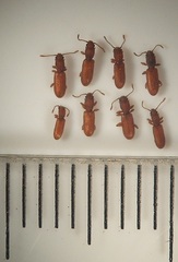 Silvanus lateritius