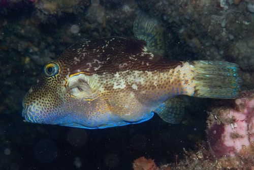 Stip-scherpneuskogelvis (Canthigaster punctata) — Tetraodontidae — 2