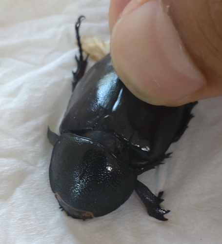 Xylotrupes socrates siamensis