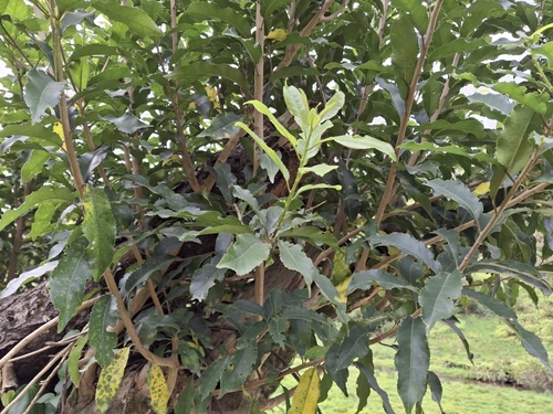 Melicytus ramiflorus