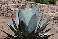 Agave applanata