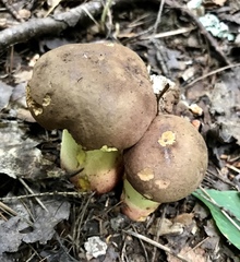Butyriboletus brunneus