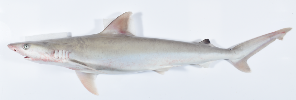 Australian Blackspot Shark