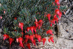 Verticordia mitchelliana, photograph (c) Peter Crowcroft, some rights reserved (CC BY)