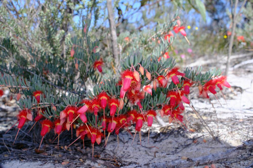 Verticordia mitchelliana, photograph 2