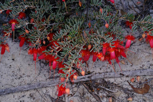 Verticordia mitchelliana, photograph 3