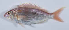Notchedfin Threadfin Bream photo 4