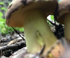 Butyriboletus brunneus