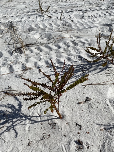 Image of Lechea cernua by (c) Brandon Corder, some rights reserved (CC BY)