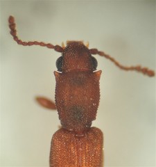 Silvanus lateritius