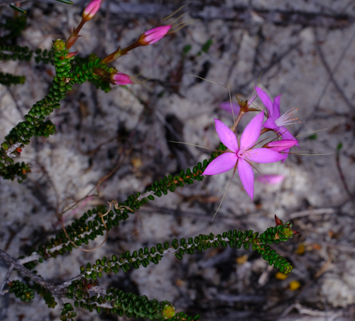 Image of Calytrix duplistipulata by (c) Peter Crowcroft, some rights reserved (CC BY)