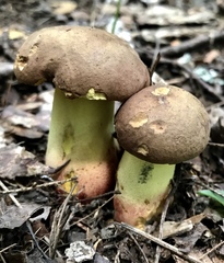 Butyriboletus brunneus