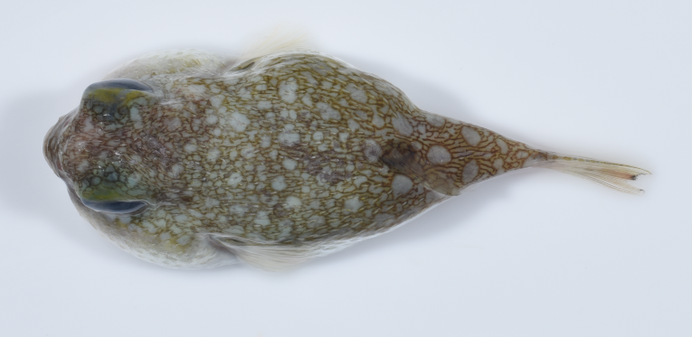 Yellow-Eyed Toadfish