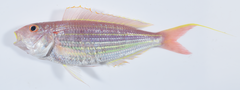 Golden Threadfin Bream photo 1
